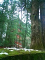 Tochigi Nikko Gojyunoto